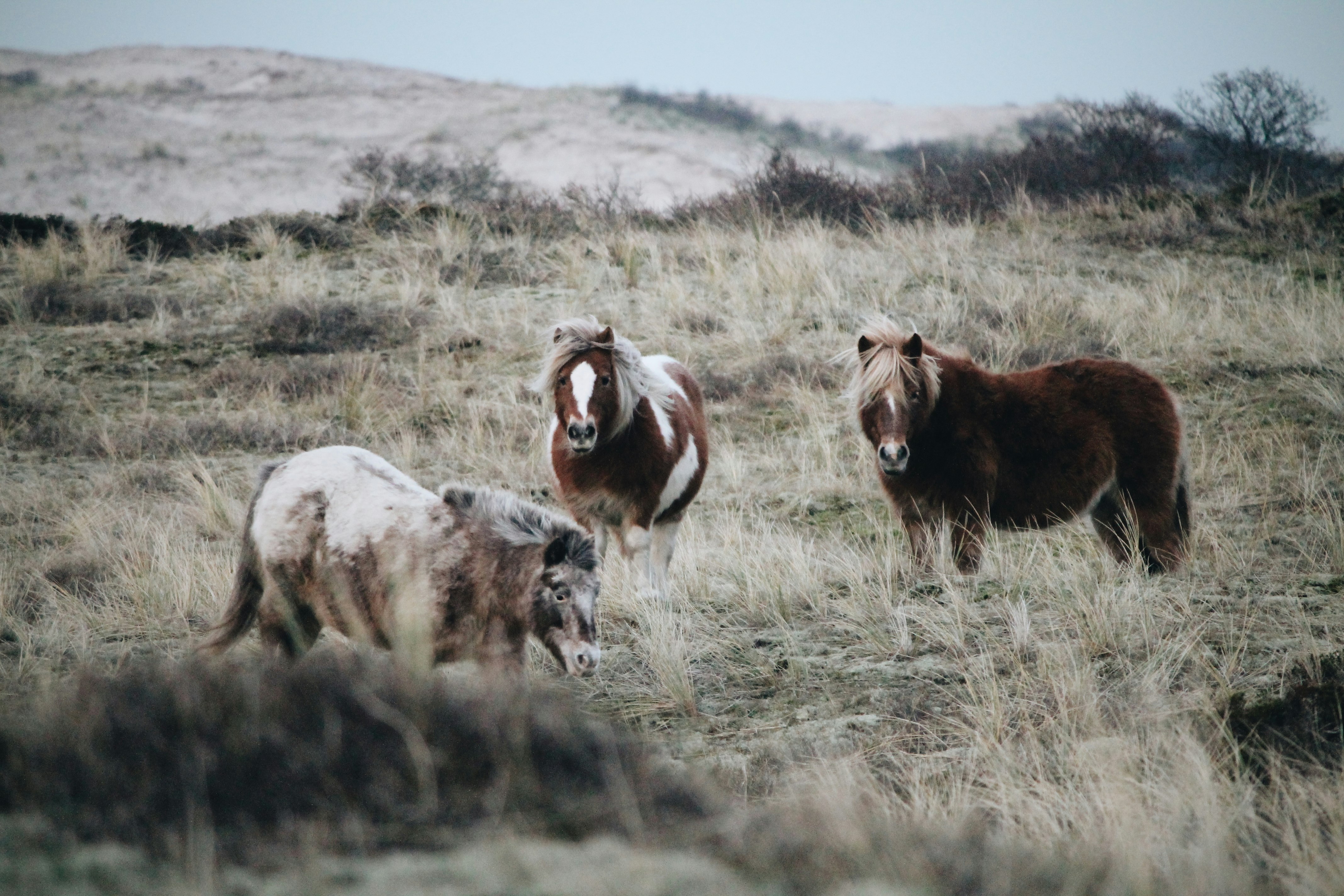 three brown and white horses on grass